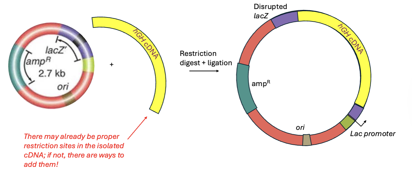<p>We can insert it into the polylinker/MCS region</p>