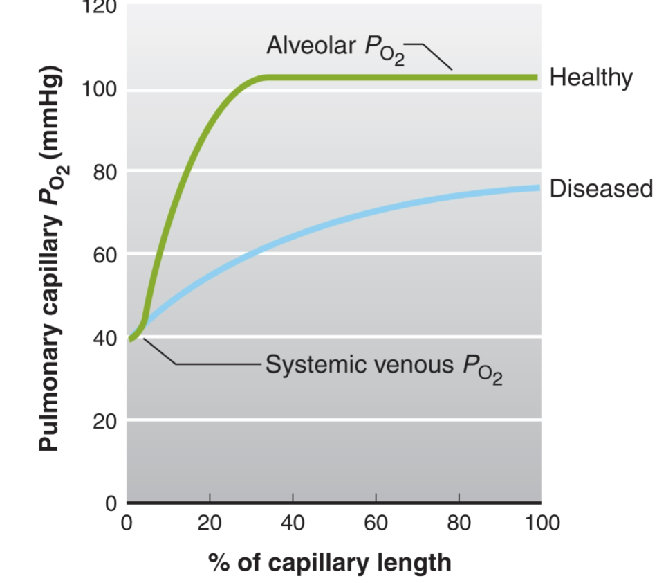 <p>Healthy: oxygenation is super rapid</p><p>Diseased: oxygenation is slow and not efficient</p>