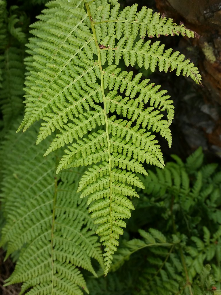 <p>Dryopteris arguta</p>