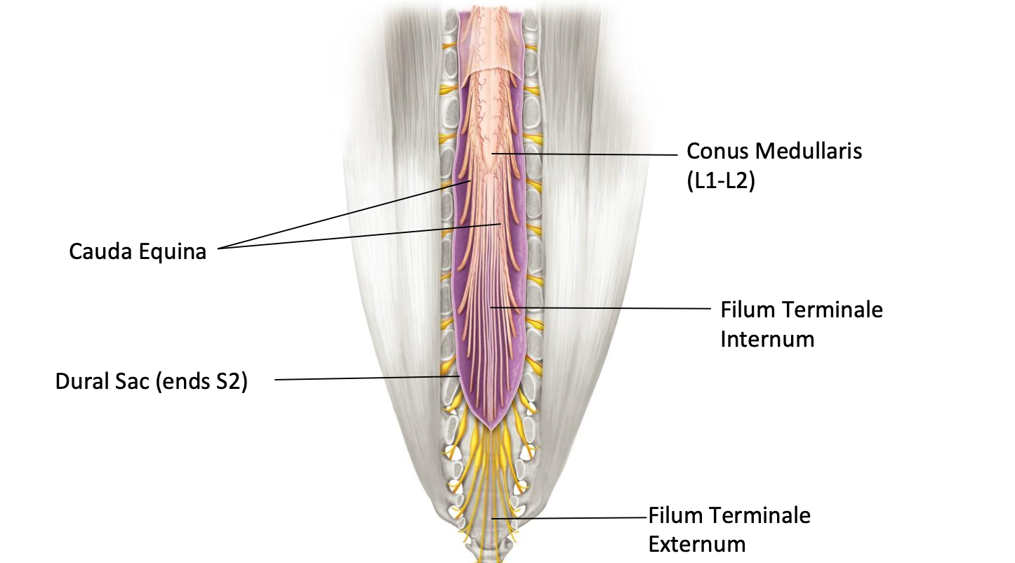 <p>What is the cauda equina?</p>