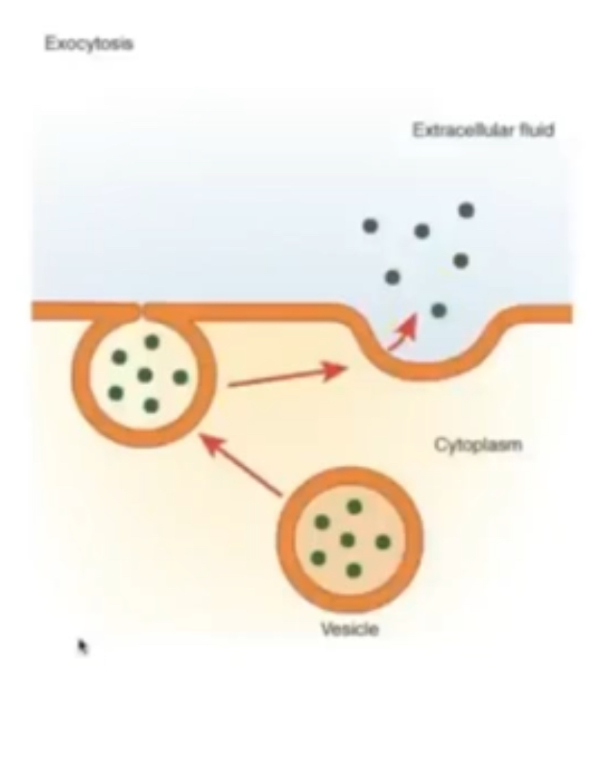 <p>Bulk transport of molecules out of a cell </p><p>Vesicles move toward cell surface membrane, fuse with membrane and the content of the vesicle is release out of cell </p><p>Required energy because ATP needed to move vesicle along cytoskeleton </p>
