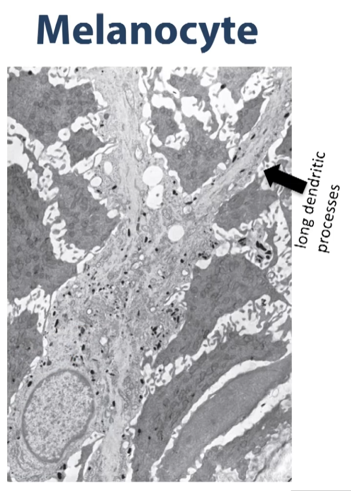 <p>The long dendritic processes represent the apical portions of the cell. The long dendritic processes extend upward into the spinous layer. (the darker grey is some of the cells of the stratus spinosum). You can see that what is going to end up happening is a lot of the melanin granules packed in these vesicles called melanosomes, will be transported into these dendritic extensions and cells from the stratus spinosoum will take up parts of these dendrites and incorporate the melanin granules into their cytoplasm. </p>