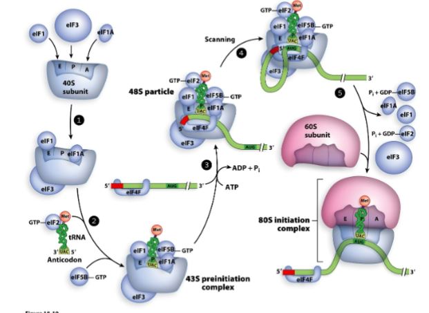 <ol><li><p>Binding of translation factors (eIFs) to the 40S ribosome subunit (small subunit). <u>These eIFs make sure that the aminoacyl-tRNA binds to the P site first.</u></p></li><li><p>GTP bound EIF associates with initiator tRNA as well other eIFs join the small subunit to form the 43S preinitiation complex. A <strong>eIF4F</strong> mediates binding of mRNA to the 43S preinitiation complex.</p></li><li><p>43S pre-initiation complex scans mRNA (in the 5’ → 3’ direction) for the first AUG.</p></li><li><p>Base pairing of initiator tRNA with the start codon</p></li><li><p>Release of eIFs and association of 60S subunit (large subunit) with 40S subunit (small subunit) to form the active 80S ribosome</p></li></ol><p></p>