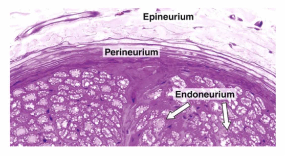 <p>Peripheral Nerve</p>