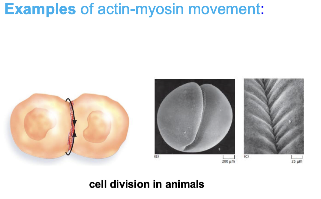 <p>cytokinesis —> formation & contraction of a contractile ring at the cell equator</p><p>—> ring, made of actin filaments & myosin-II motor proteins, shrinks, pinching the cytoplasm to divide one cell into two daughter cells</p>