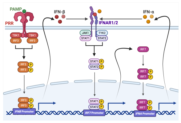 <p>type 1 IFN positive feedback regulation steps</p>
