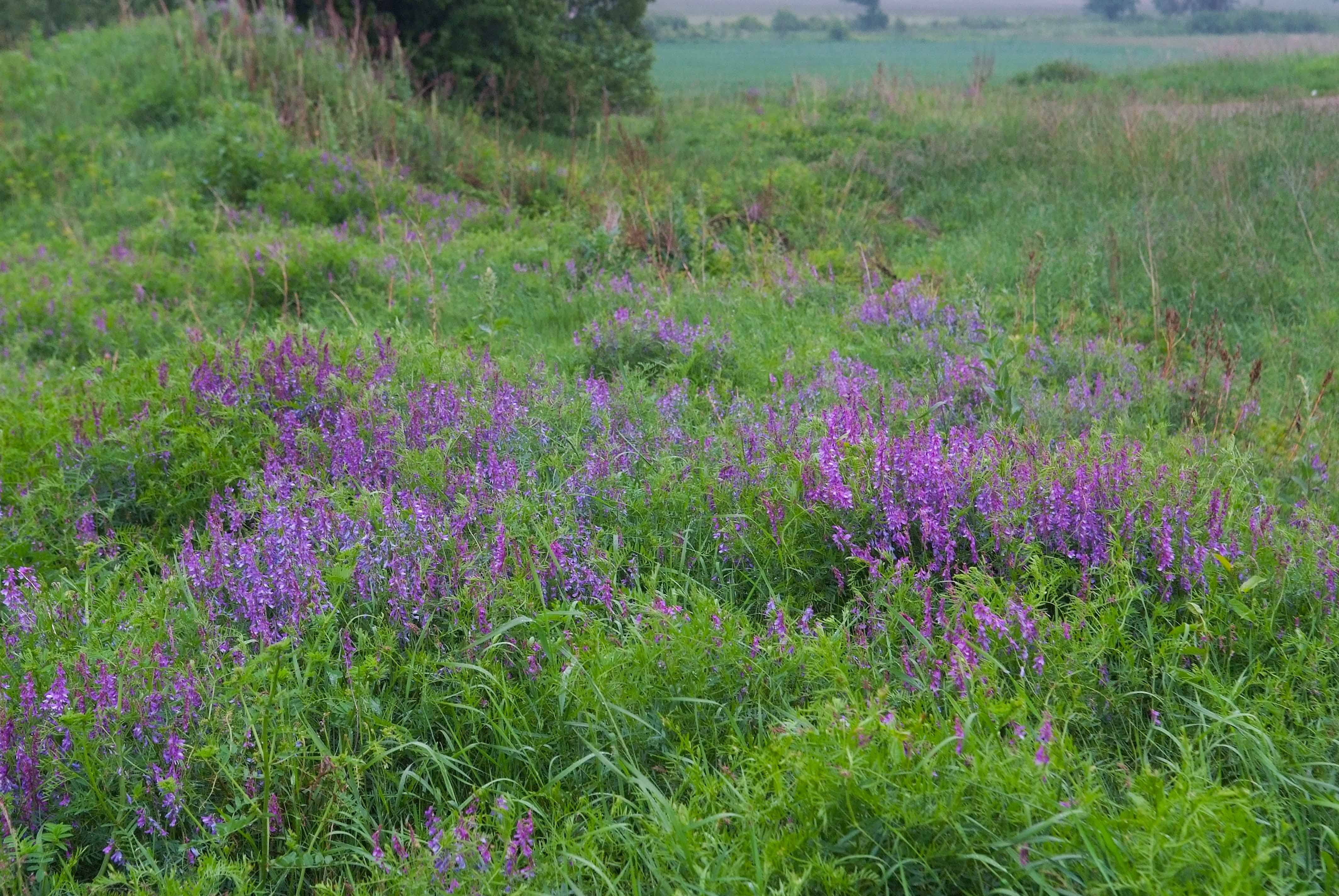 <p><span style="background-color: rgba(0, 0, 0, 0); line-height: 27px;">Klasa <strong>TRIFOLIO-GERANIETEA </strong></span></p>