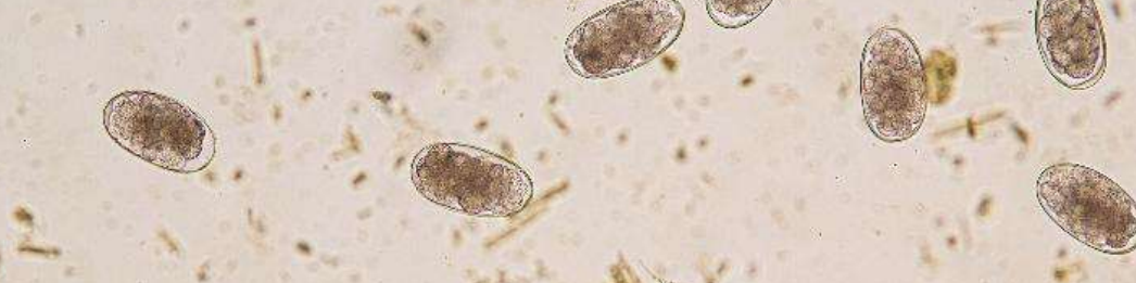 <p>přežvýkavci</p>