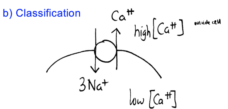 <p>ex. sodium calcium exchanger (NCX)</p><p></p><p>what’s its classification?</p>