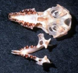 <p>Blarina carolinensis</p>