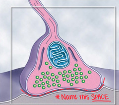 <p>a gap into which neurotransmitters are released from the axon terminal</p>