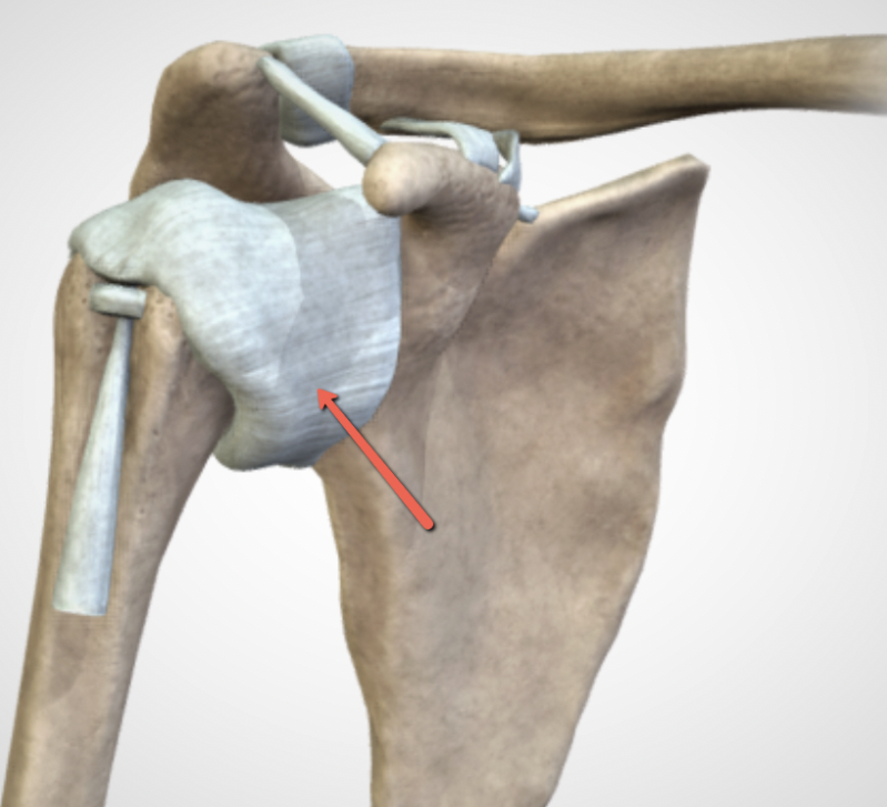 <p><span><strong>Identify the structure indicated by the pointer.</strong></span></p>