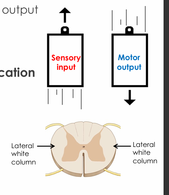 <ul><li><p>Carry pain, temperature, proprioception, and some motor pathways</p></li></ul><p></p>