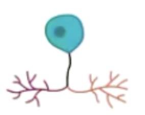 <p><span style="background-color: transparent; font-family: "Times New Roman", serif;">Transmitting sensory information from the periphery to the cns</span></p>