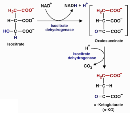 <p>what does isocitrate dehydrogenase do to isocitrate</p>