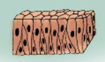 <p>what type of epithelium is shown?</p>