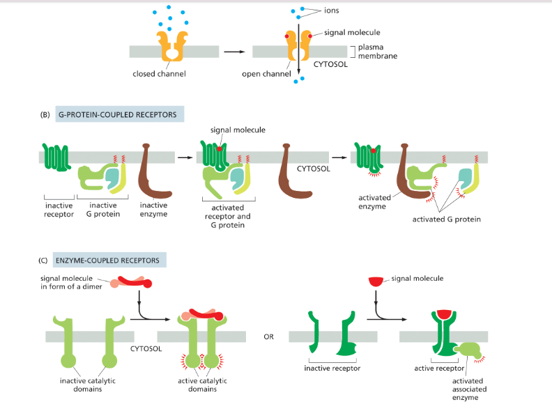<ul><li><p><strong>Ion-channel-coupled receptors</strong></p><ul><li><p>converts molecular signal → electrical signal</p></li></ul></li><li><p><strong>G-protein-coupled receptors (GPCRs)</strong></p><ul><li><p>activates trimeric G-protein</p></li></ul></li><li><p><strong>Enzyme-coupled receptors</strong></p><ul><li><p>activate cytoplasmic domain or associated enzyme</p></li></ul></li></ul><p></p><p>they all act as targets for drugs as well</p>
