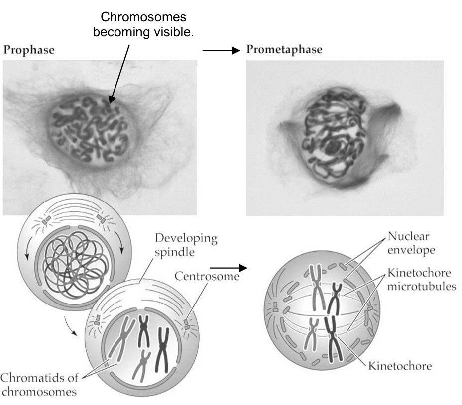 <ol><li><p>chromosomes become visible due to condensation of chromatin</p></li><li><p>each chromosome consists of two sister chromatids, joined at the centromere [due to DNA replication]</p></li><li><p>the nucleolus disappears → not an organelle/physical structure</p></li><li><p>in animal cells, the centrosomes (duplicated) migrate to opposite poles of the cell</p></li><li><p>spindle fibres extend from each pole towards the equator of the cell</p></li><li><p>nuclear envelope breaks down, due to the nuclear envelope fragmenting into vesicles</p></li></ol><p></p>