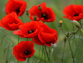 <p><span>die Großm</span><span style="line-height: inherit;"><span>utter</span></span>/<span>die Großm</span><span style="line-height: inherit;"><span>ütter (</span></span>Oma)</p>