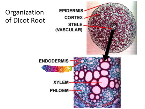 <p>What is this part of the dicto root</p>
