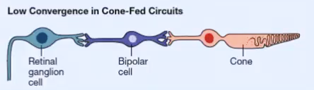 <ul><li><p class="Paragraph SCXO190912360 BCX0" style="text-align: left;"><span style="background-color: inherit; line-height: 19.55px; color: windowtext;">densely packed in the fovea</span><span style="line-height: 19.55px; color: windowtext;">&nbsp;</span></p></li><li><p class="Paragraph SCXO190912360 BCX0" style="text-align: left;"><span style="background-color: inherit; line-height: 19.55px; color: windowtext;">Short, medium, long wavelength cones</span><span style="line-height: 19.55px; color: windowtext;">&nbsp;</span></p></li><li><p class="Paragraph SCXO190912360 BCX0" style="text-align: left;"><span style="background-color: inherit; line-height: 19.55px; color: windowtext;">High visual acuity&nbsp;</span><span style="line-height: 19.55px; color: windowtext;">&nbsp;</span></p></li><li><p class="Paragraph SCXO190912360 BCX0" style="text-align: left;"><span style="background-color: inherit; line-height: 19.55px; color: windowtext;">Not sensitive to dim lights&nbsp;</span><span style="line-height: 19.55px; color: windowtext;">&nbsp;</span></p></li><li><p class="Paragraph SCXO190912360 BCX0" style="text-align: left;"><span style="background-color: inherit; line-height: 19.55px; color: windowtext;">Colour vision</span><span style="line-height: 19.55px; color: windowtext;">&nbsp;</span></p></li><li><p class="Paragraph SCXO190912360 BCX0" style="text-align: left;"><span style="background-color: inherit; line-height: 19.55px; color: windowtext;">Low convergence&nbsp;</span><span style="line-height: 19.55px; color: windowtext;">&nbsp;</span></p><ul><li><p class="Paragraph SCXO190912360 BCX0" style="text-align: left;"><span style="background-color: inherit; line-height: 19.55px; color: windowtext;">One/two cones connected to the retinal ganglion cell</span><span style="line-height: 19.55px; color: windowtext;">&nbsp;</span></p></li><li><p class="Paragraph SCXO190912360 BCX0" style="text-align: left;"><span style="background-color: inherit; line-height: 19.55px; color: windowtext;">Precise spatial information</span><span style="line-height: 19.55px; color: windowtext;">&nbsp;</span></p></li></ul></li><li><p class="Paragraph SCXO190912360 BCX0" style="text-align: left;"><span style="background-color: inherit; line-height: 19.55px; color: windowtext;">Photopic&nbsp;system</span><span style="line-height: 19.55px; color: windowtext;">&nbsp;</span></p><ul><li><p class="Paragraph SCXO190912360 BCX0" style="text-align: left;"><span style="background-color: inherit; line-height: 19.55px; color: windowtext;">Peak sensitivity of 550nm</span><span style="line-height: 19.55px; color: windowtext;">&nbsp;</span></p></li></ul></li></ul><p></p>