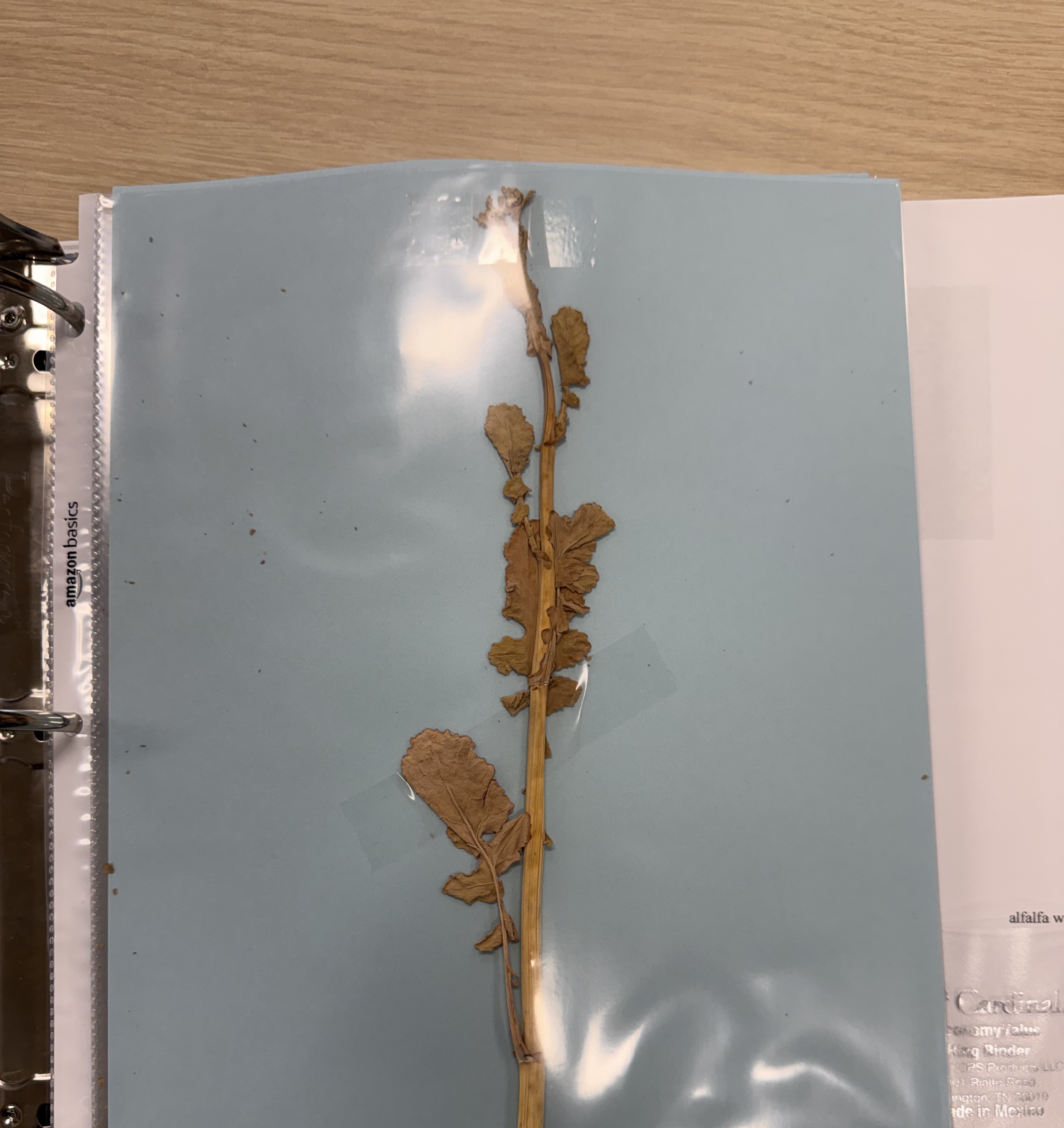 <p>Canola</p>