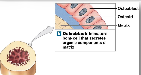 <p>Immature bone cells that produce new bone matrix through <strong>osteogenesis/ossification</strong> by secreting proteins and depositing calcium salts.</p>