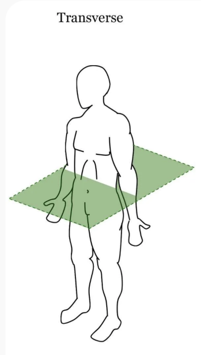 <p>Horizontal line that divides the body into superior and inferior sections</p>