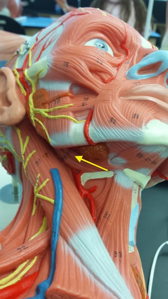 <p>origin: styloid process</p><p>insertion: hyoid</p><p>action: pulls hyoid upward</p>