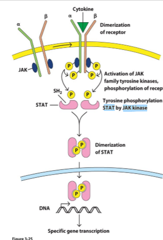 <ol><li><p>binding cytokine met alfa subunit</p></li><li><p>dimerisatie receptor</p></li><li><p>activatie JAKs (Janus Activating Kinases) → gaan tyrosines fosforyleren</p></li><li><p>bidning en activatie van STAT eiwitten (Signal Transducers and Activators of Transcription)</p></li><li><p>STATs komen los van receptor, dimeriseren en migreren naar nucleus</p></li></ol><p></p>