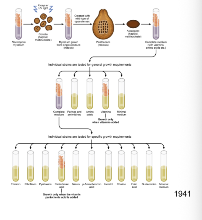 <ol><li><p></p></li></ol><ul><li><p>Proposed that biosynthesis of essential metabolites is under genetic control</p></li><li><p>Mutations in genes involved in biosynthesis of metabolites would produce strains with additional growth- factor requirements</p></li><li><p>Beadle and Tatum demonstrated that one mutation resulted in the loss of one enzyme activity</p></li><li><p>The experiment:</p></li></ul><p></p><p><strong>1. They used the fungus <em>Neurospora crassa</em>.</strong><br>Normal wild-type <em>Neurospora</em> can grow on <strong>minimal medium</strong> because it can synthesise all the metabolites it needs.</p><p><strong>2. They exposed the fungus to a mutagen.</strong><br>This created <strong>random mutations</strong> in its genes.</p><p><strong>3. They allowed the fungus to undergo sexual reproduction and collected haploid spores.</strong><br>The fact that the spores were <strong>haploid</strong> was really useful because each gene only had <strong>one copy</strong>. So if that copy contained a recessive mutation, its effect could be seen immediately.</p><p><strong>4. They first grew the mutants on complete medium.</strong><br>Complete medium contains lots of nutrients, vitamins and amino acids, so even mutants that couldn't synthesise something themselves could still survive.</p><p><strong>5. They then tested each mutant on minimal medium.</strong></p><p>Most could grow:</p><blockquote><p>Minimal medium → grows <span data-name="check_mark_button" data-type="emoji">✅</span> → can make everything it needs.</p></blockquote><p>But some <strong>couldn't grow</strong>:</p><blockquote><p>Minimal medium → no growth <span data-name="cross_mark" data-type="emoji">❌</span> → mutation has probably blocked a metabolic pathway.</p></blockquote><p><strong>6. They added specific nutrients to figure out what was missing.</strong></p><p>For example, suppose a mutant couldn't grow on minimal medium:</p><p><strong>Minimal medium </strong><span data-name="cross_mark" data-type="emoji">❌</span></p><p>But then:</p><p><strong>Minimal + vitamin X → grows </strong><span data-name="check_mark_button" data-type="emoji">✅</span></p><p>That tells you the mutation prevented the fungus from <strong>making vitamin X (or something in that pathway)</strong>.</p><p>By studying many mutants, Beadle and Tatum found that particular mutations could eliminate particular <strong>enzyme activities</strong>.</p><p> The conclusion </p><p>This led to the <strong>one gene–one enzyme hypothesis</strong>:</p><blockquote><p><strong>One gene controls the production/function of one enzyme, and that enzyme controls a particular step in a metabolic pathway.</strong></p></blockquote><p>So:</p><p><strong>Gene mutation → enzyme doesn't work → metabolic step blocked → required product isn't produced → organism needs that product supplied externally.</strong></p><div data-type="horizontalRule"><hr></div><p> Why was this such a big deal? </p><p>At this time, scientists <strong>didn't yet know that DNA was the genetic material</strong>. Proteins were still considered strong candidates for the hereditary material.</p><p class="p1">• ⁃ Fungus used: mutengenised it, grew it up, get them to make the sexual structure (like a volcano), pulled out haploid the spores from int here, plate it out, and see if they have phenotypes, tested after it grew to see if it’d grow properly even tho mutenegenised, one dint work it needed vitamin, when one is added it worked. They did this again and again again</p><p class="p1"></p><p class="p1"></p><p class="p1"></p><p class="p2">REMEMBER AT TGIS TIME NOONE KNEW DNA WAS THE GENES WE THOGUTH PROTEIN</p><ul><li><p>The pre-1940 beads-on-a-string concept</p><ul><li><p>The gene was thought to control the inheritance of one attribute or phenotype</p></li><li><p>The gene was not thought to be subdivisible by recombination, and was therefore the smallest unit of genetic material that could be mutated</p></li></ul></li></ul><p class="p1"></p><ul><li><p>The modern concept of the gene</p><ul><li><p>Controls synthesis of one polypeptide chain or RNA molecule</p></li><li><p>The nucleotide pair is the smallest unit that can be mutated; it cannot be subdivided by recombination&nbsp;</p></li></ul></li></ul><p></p>