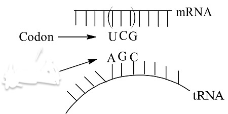 <p>Complementary three-nucleotide sequences on <strong>tRNA</strong> that <strong>pair with codons</strong> during protein synthesis.</p>