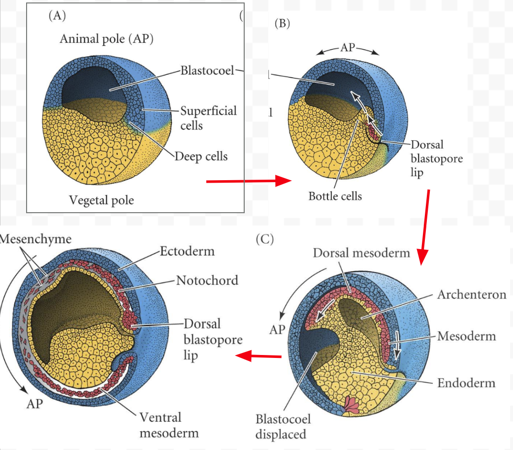 <p>Dorsal mesoderm invaginates between the endoderm, then on the ventral side also.</p><p>By the end, should be ectoderm on outside only, mesoderm a concentric sphere around the endoderm which is inside.</p><p>Forms archenteron, the body cavity that becomes mouth-anus path kept throughout life </p>
