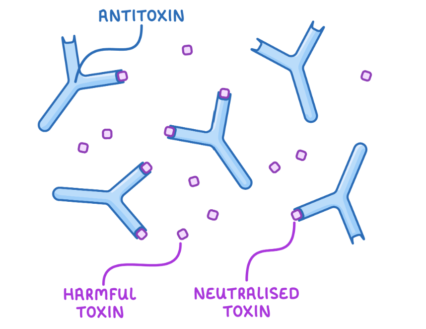 <ul><li><p><span>Antibodies bind to inactivate toxins</span></p></li><li><p><span>Neutralises the toxins to prevent them damaging body cells</span></p></li><li><p></p></li></ul><p></p>