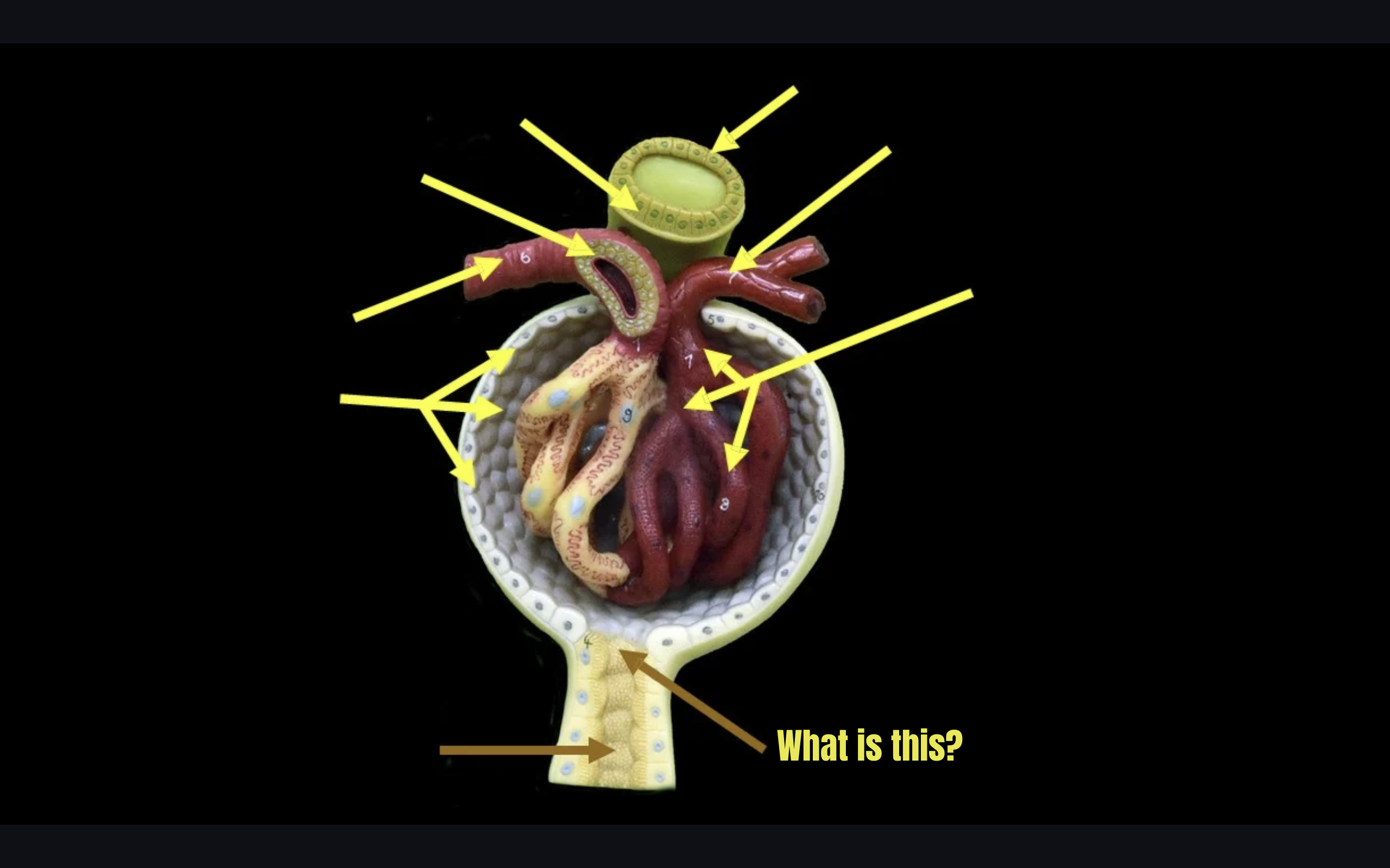 term image
