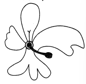 <p>Id floral symmetry?</p>