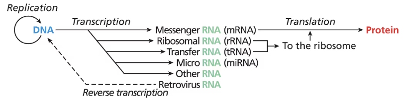 <ul><li><p>Describes the flow of hereditary information</p></li><li><p>DNA is transcribed to RNA which is translated to PROTEIN</p><ul><li><p>reverse transcription: turn RNA to DNA</p></li></ul></li></ul><ol><li><p>Transcription: one strand of DNA (aka the template strand) is used by RNA polymerase to direct synthesis of a single strand of RNA (can produce various forms of RNA, like mRNA)</p></li><li><p>Translation: RNA is translated to sequences of amino acids (held together by peptide bonds) using the genetic code → resulting string of amino acids upon folding makes up protein at ribosomes</p></li></ol><ul><li><p>rRNA: forms part of the ribosome (aka where protein assembly takes place)</p></li><li><p>tRNA: carries amino acids (building blocks of proteins) to ribosomes</p></li></ul><p></p>