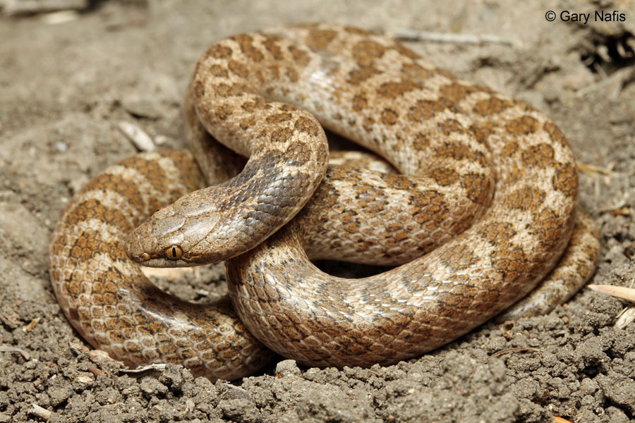 <p>Alethinophidia, Colubroidea, Colubridae<br>Hypsiglena ochrorhyncha<br>Night snake</p>