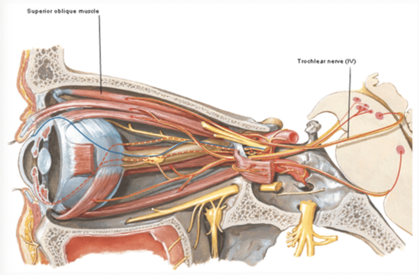 <p>What is the course and type of CN IV?</p>