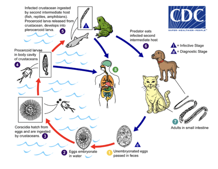 knowt flashcard image