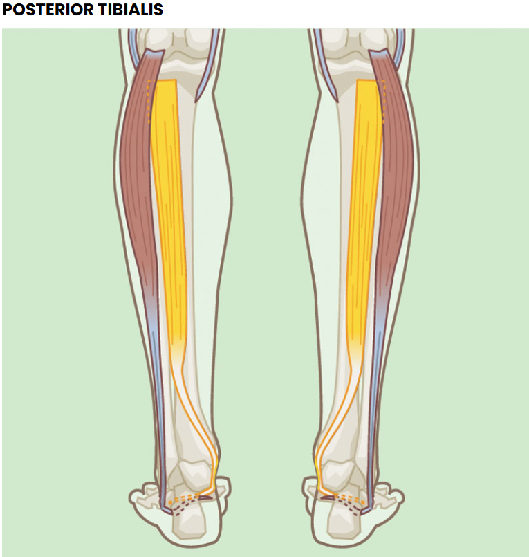 <p>Concentrically accelerates plantar flexion and inversion of the foot. </p>