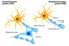 <p>form myelin sheath</p><p>- Oligodendrocytes in CNS</p><p>- Schwann cells in PNS</p>