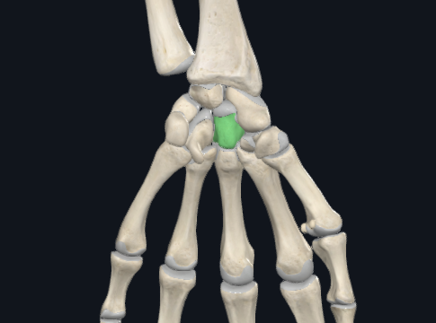 <p>what is this following bone and what section of the hand is it found in?</p>