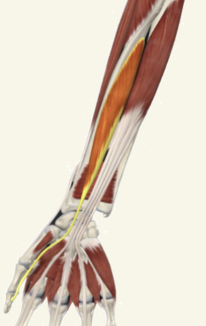 <p>flexor pollicis longus Actions</p>
