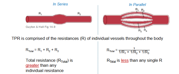 <ul><li><p>parallel: vessels are arranged in parallel, has multiple different resistances </p></li><li><p>Rtotal < any single R </p></li><li><p>Rtotal = 1/ (1/R1) + (1/R2) + (1/R3) </p></li><li><p>TPR is comprised of the resistances (R) of individual vessels throughout the body </p></li></ul><p></p>