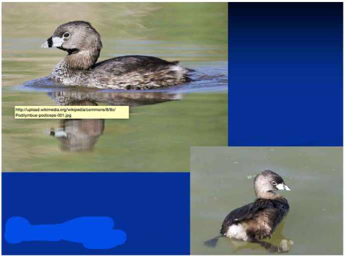 <p>What is the Order, Family, and Common name of this vertebrate?</p>