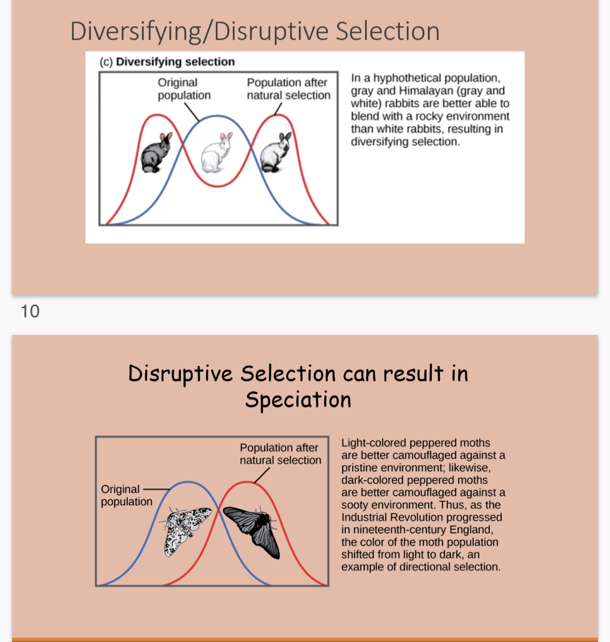 <p>Speciation is the evolutionary process by which new biological species arise.</p>