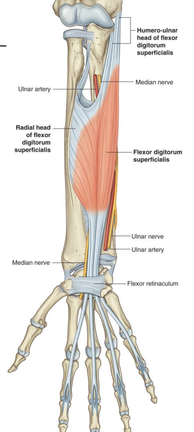 <p><strong>Anterior forearm (Intermediate)-</strong> Flexor digitorum superficialis</p>