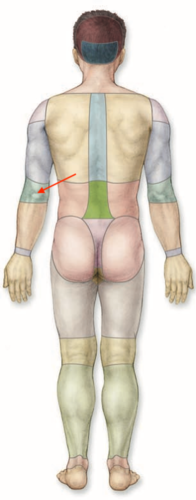 <p>what is this section called?</p>