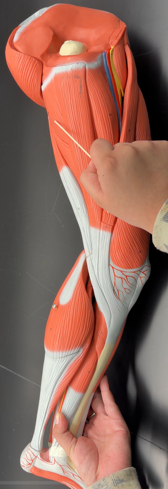 <p>name the muscle and its function</p>